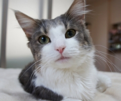 猫写真