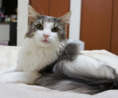 猫写真