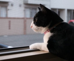 猫写真