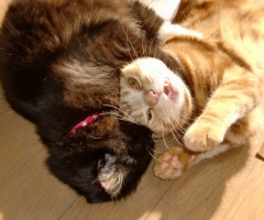 猫写真