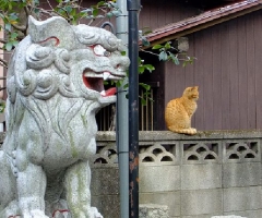 猫写真