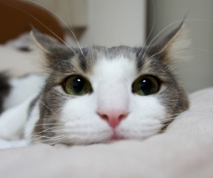 猫写真