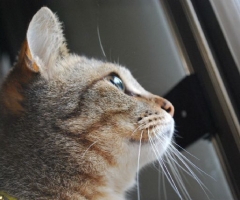 猫写真
