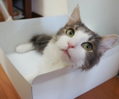 ネコ写真