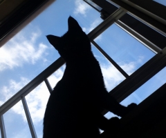 猫写真