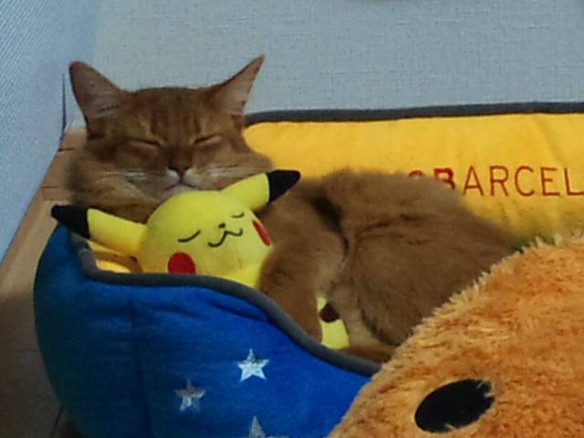ピカチュウとおねんね ｚｚｚ かわいい猫写真 猫画像の投稿サイト ネコジルシ