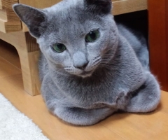 ネコ写真