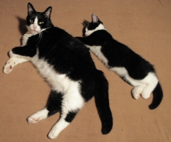 ネコ写真