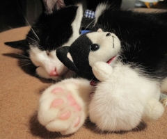 ネコ写真