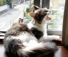 ネコ写真