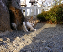 ネコ写真