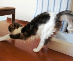 ネコ写真