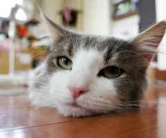 ネコ写真