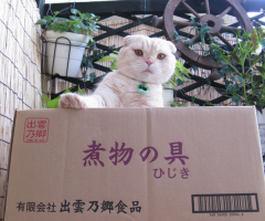 ネコ写真