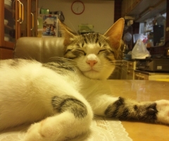 ネコ写真