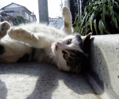 ネコ写真