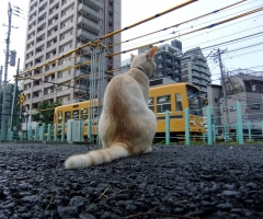 ネコ写真