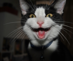 ネコ写真