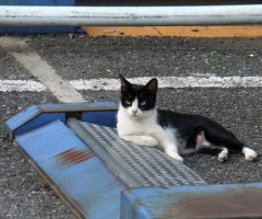 ネコ写真