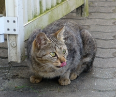 ネコ写真