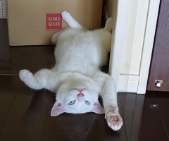 ネコ写真
