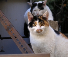 ネコ写真