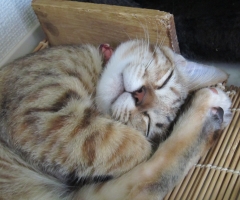 ネコ写真
