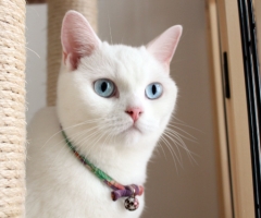 ネコ写真