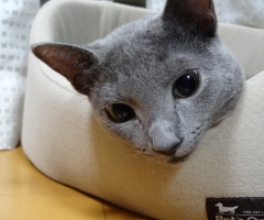 ネコ写真