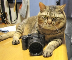 ネコ写真