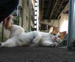 ネコ写真