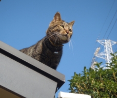 ネコ写真
