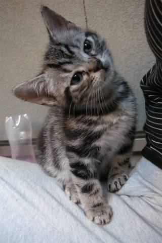 首をかしげるそらちゃん かわいい猫写真 猫画像の投稿サイト ネコジルシ