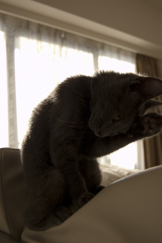 どーもすいません かわいい猫写真 猫画像の投稿サイト ネコジルシ