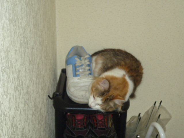 またまた手巻き猫ｗｗｗ かわいい猫写真 猫画像の投稿サイト ネコジルシ