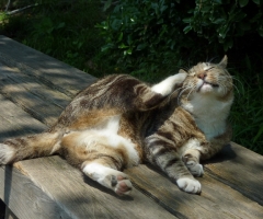 猫写真