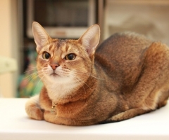 猫写真