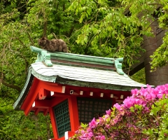 ネコ写真
