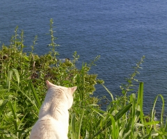 猫写真