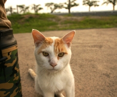 ネコ写真