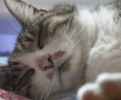 ネコ写真