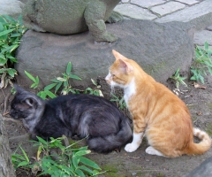 ネコ写真
