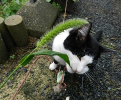 ネコ写真