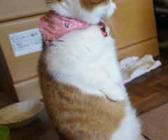 ネコ写真