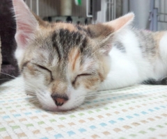 ネコ写真
