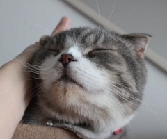 ネコ写真