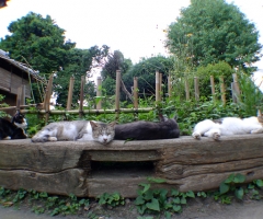 ネコ写真
