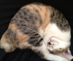 ネコ写真