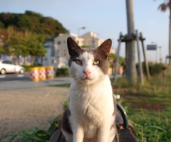 ネコ写真