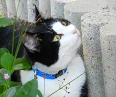 ネコ写真